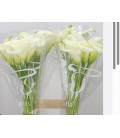 Calla Captaine Ventura 50 cm