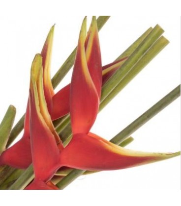 Heliconia Richmond/balisier 90 cm