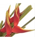 Heliconia Richmond/balisier 90 cm
