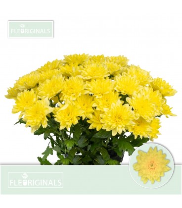 Chrysenthème Baltica yellow 70 cm