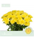 Chrysenthème Baltica yellow 70 cm