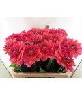 Dahlia Salmon runner 60 cm