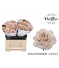 Rose Westminster Abbey 40 cm
