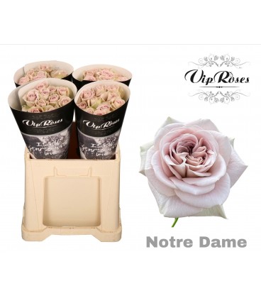 Rose Notre Dame 60 cm