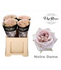 Rose Notre Dame 60 cm