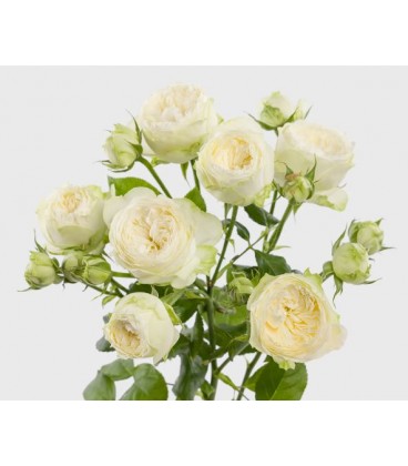 Rose branchue Ayala 70 cm