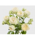 Rose branchue Ayala 70 cm
