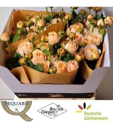 Rose Chester Square 60 cm