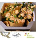 Rose Chester Square 60 cm