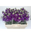 Giroflée Impala purple 50 cm