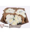 Rose Chic white 60 cm