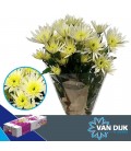 Chrysenthème Delian White 65 cm