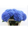 Hortensia M Royale parade 80 cm