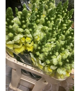 Muflier jaune 70 cm