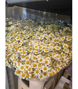 Matricaire vegmo 80 cm