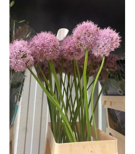 Allium Grootbloeming 80 cm