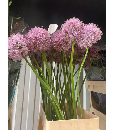 Allium Grootbloeming 70 cm