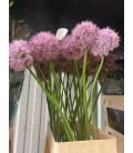 Allium Grootbloeming 70 cm
