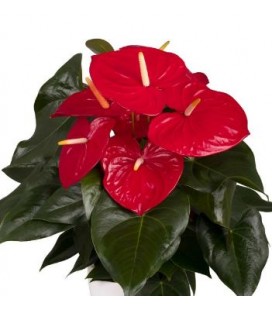 Anthurium Idaho Ø17