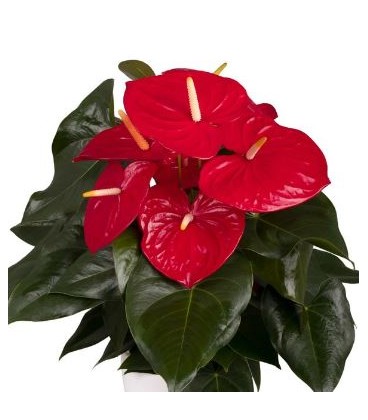 Anthurium Idaho Ø17