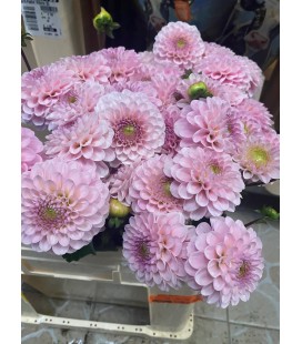 Dahlia Ball Wizz of oz 55 cm