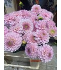 Dahlia Ball Wizz of oz 60 cm