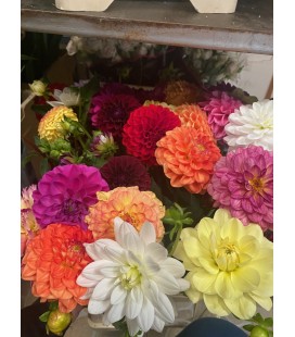 Dahlia ov 55 cm