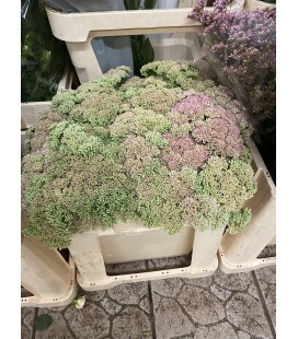 Sedum Spectabilis 40 CM