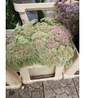 Sedum Spectabilis 40 CM