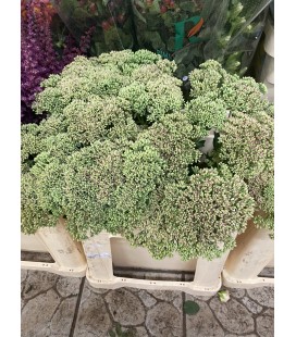 Sedum red 60 cm