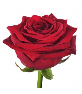 Rose Red Naomie 70 CM 