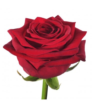 Rose Red Naomie 70 CM 