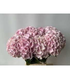 Hortensia m ch verena 60 cm