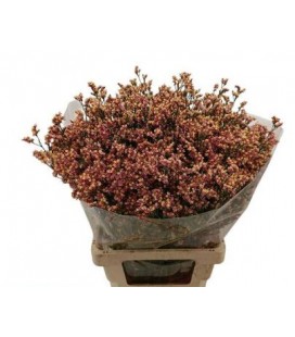 Limonium inca diamond 60 cm