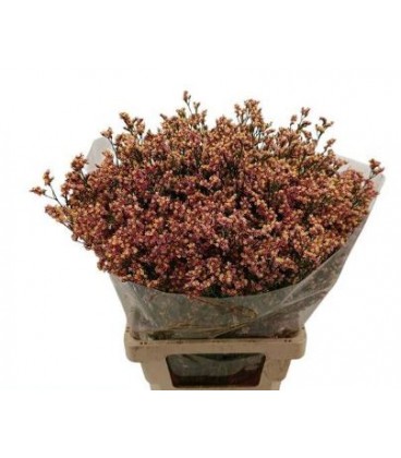 Limonium inca diamond 60 cm