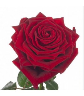 Rose Red Naomie 70 cm
