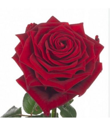 Rose Red Naomie 70 cm