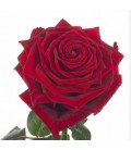 Rose Red Naomie 70 cm