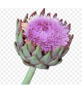 Artichaut Cynara 80 cm
