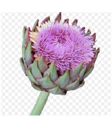 Artichaut Cynara 80 cm