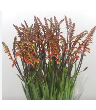 Chasmathium Saturnus 75 cm