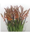 Chasmathium Saturnus 75 cm