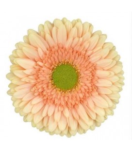 Gerbera Carlita