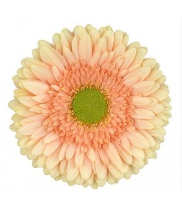 Gerbera Carlita