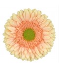 Gerbera Carlita