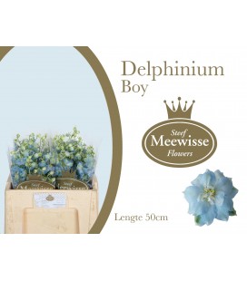 Delphinium Dewi boy 60 cm