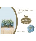 Delphinium Dewi boy