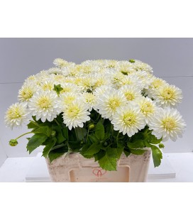 Dahlia Snow Cap 55 cm