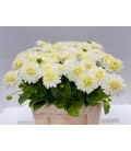 Dahlia Snow Cap