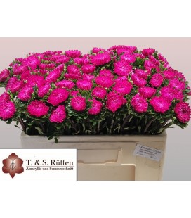 Reine Margueritte rose 50 cm